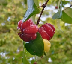 Eugenia uniflora image