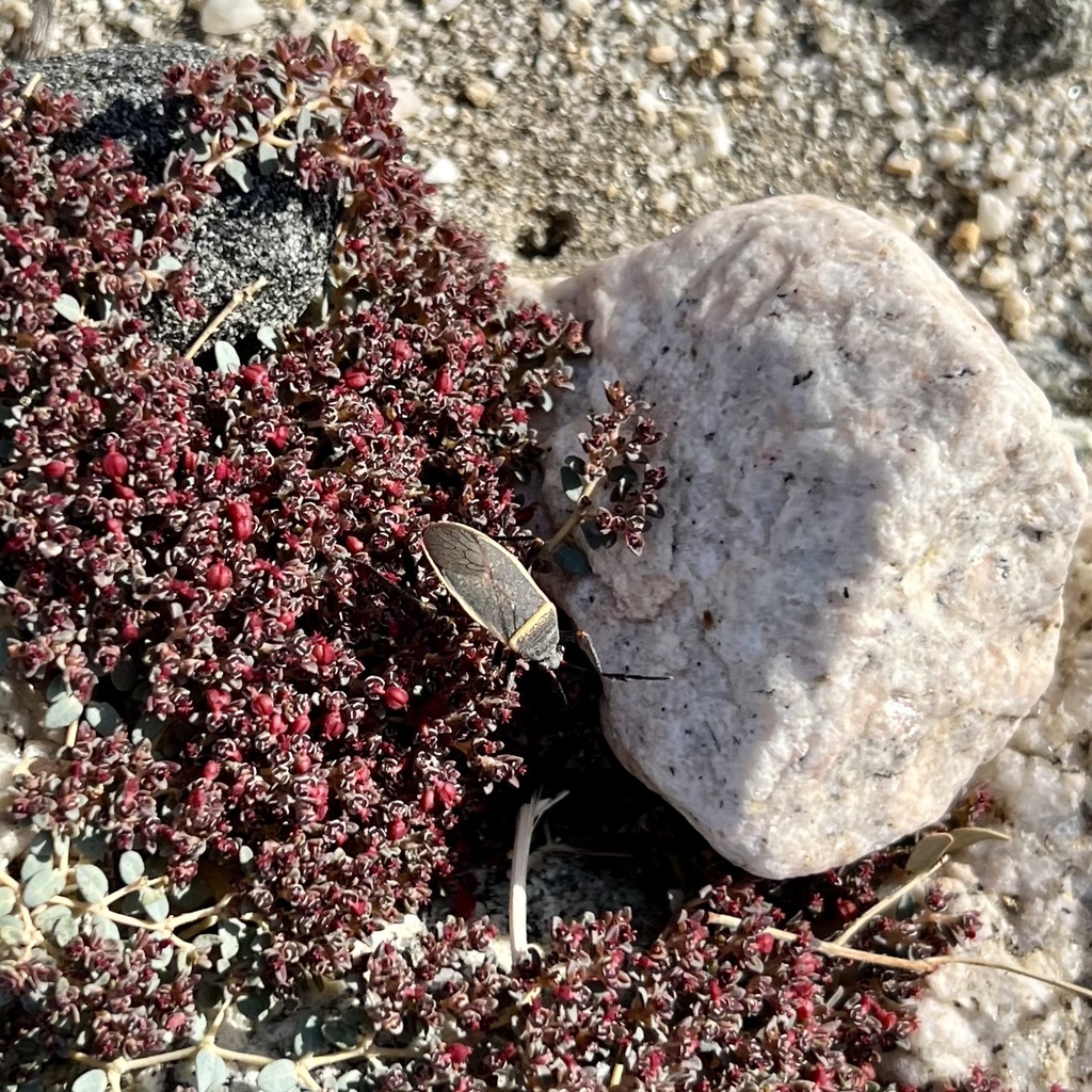 California Bordered Plant Bug from Joshua Tree National Park, Desert ...