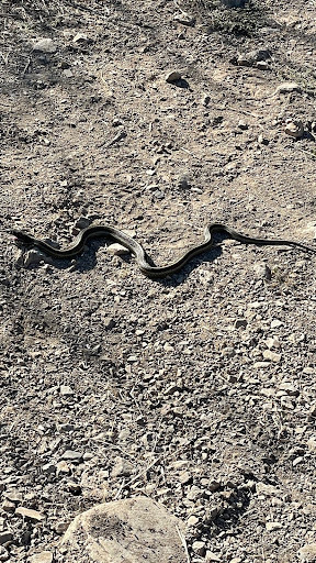 Garter Snakes from Marin County, CA, USA on October 5, 2023 at 08:01 PM ...