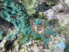 Amphimedon viridis image