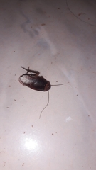 Periplaneta americana image