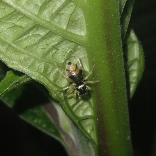 Banded Phintella