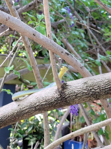 Common Tree Snake sighting