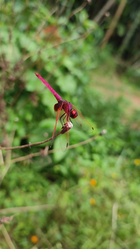 Crimson Marsh Glider from Dakshina Kannada, INKA, IN on November 26