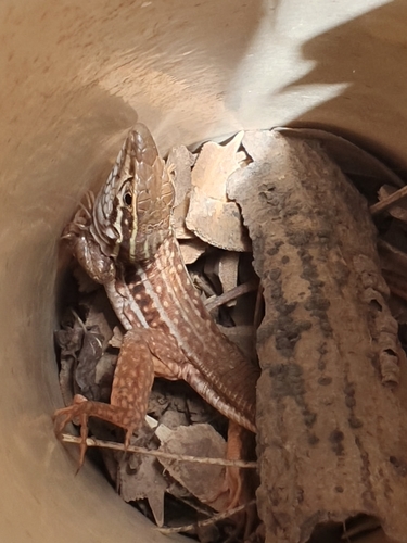 Colima Giant Whiptail