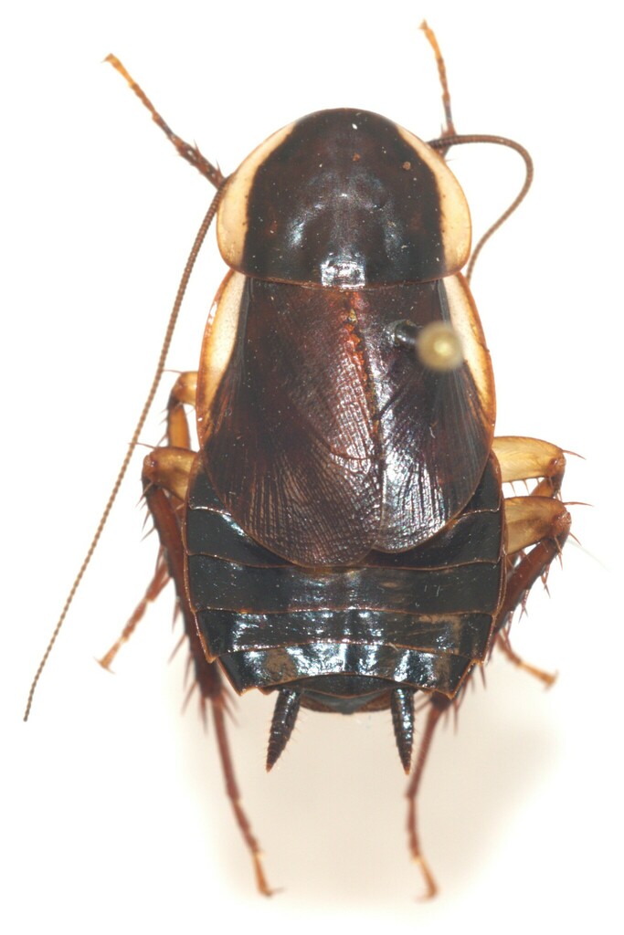 Pennsylvania Wood Cockroach In May 2023 By I Fox At Mercury Vapor   Large 