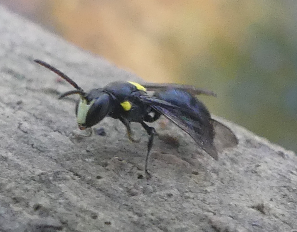 Round-headed Masked Bee from Wallaga Lake NSW 2546, Australia on ...