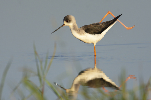 Black-winged Stilt
