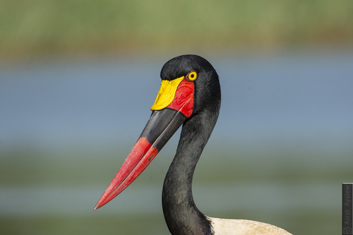 Saddle-billed Stork