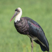 African Woolly-necked Stork - Photo (c) Asrat Ayalew, all rights reserved, uploaded by Asrat Ayalew