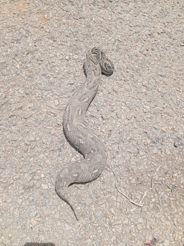 Puff Adder