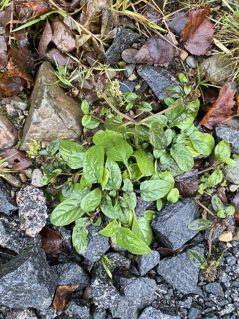 carpet bugle from Kilsyth Ward, Denny, Scotland, GB on December 9, 2023