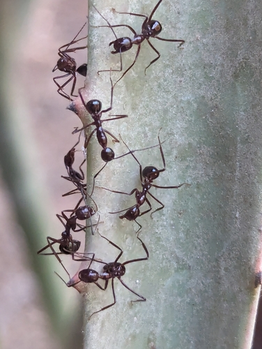 Camponotus imitatorCamponotus imitator