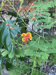 Caesalpinia pulcherrima image