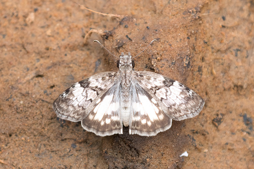 Chiomara asychis (Stoll, 1780)