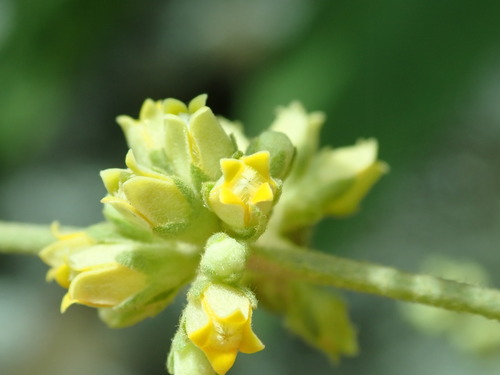 Buddleja americana