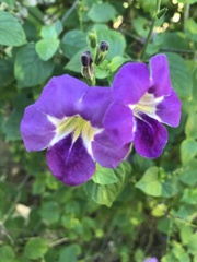 Asystasia gangetica image