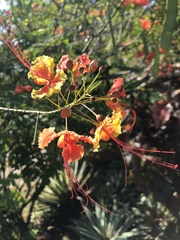 Caesalpinia pulcherrima image