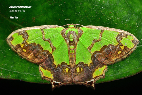 Agathia hemithearia