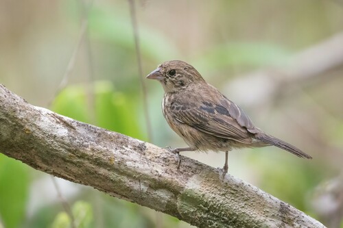Blue-black Grassquit