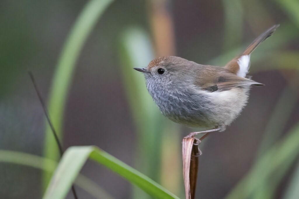 Tasmanian Thornbill (Acanthiza ewingii) photo