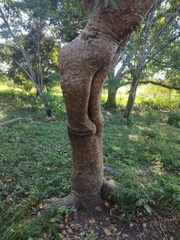 Bursera simaruba image