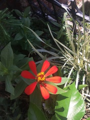 Zinnia violacea image