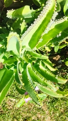 Kalanchoe laetivirens image