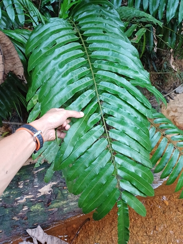 Sphaeropteris arthropoda