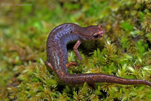 Four-toed Salamander