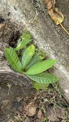 Anacardium excelsum image