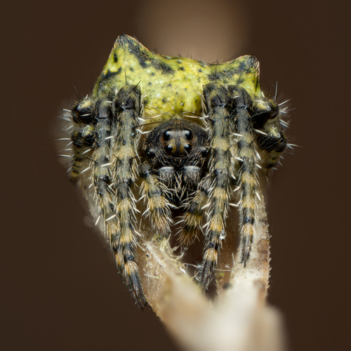 Humped orbweb spider