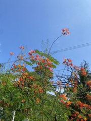 Caesalpinia pulcherrima image