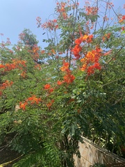 Caesalpinia pulcherrima image