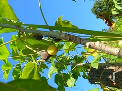 Jatropha curcas image