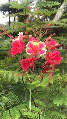 Caesalpinia pulcherrima image