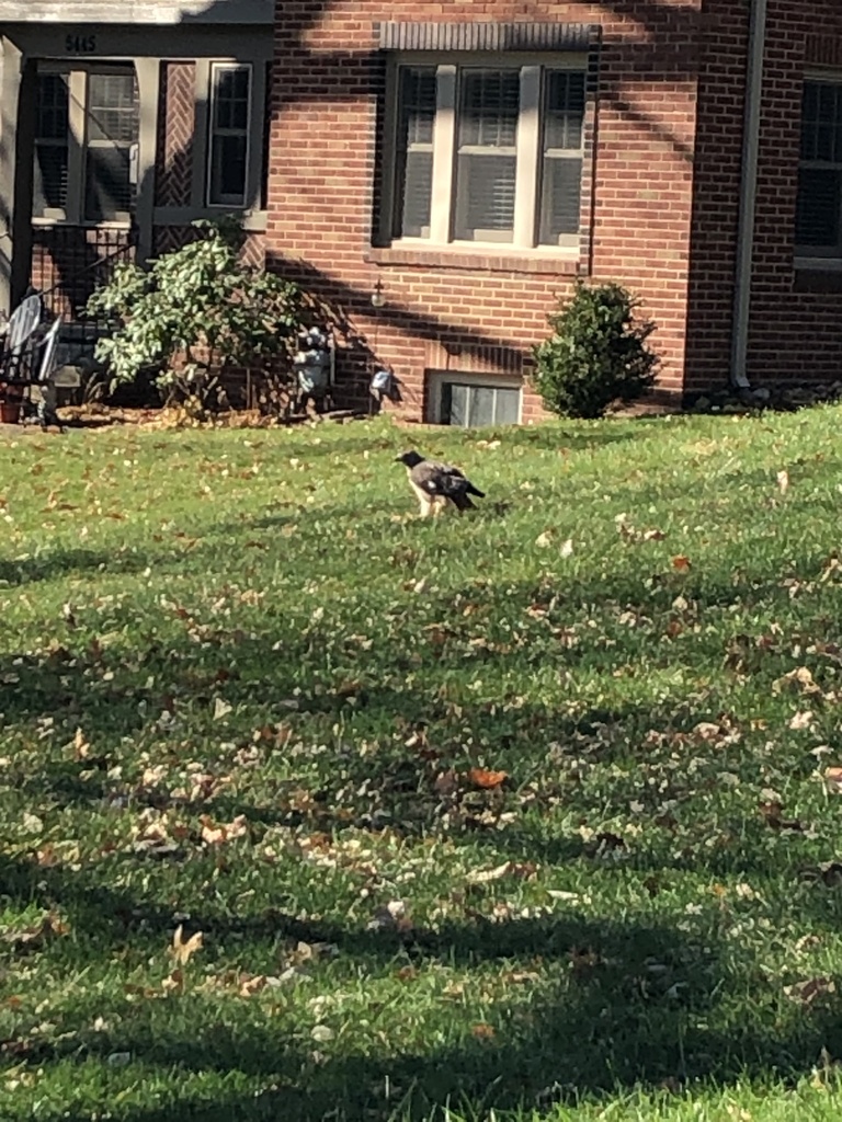 Red tailed hawk from harwood dr des moines ia us on november 17
