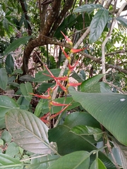 Heliconia latispatha image