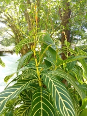 Sanchezia tigrina image