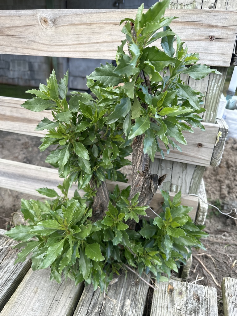 dicots from Hatteras Island, Avon, NC, US on December 9, 2023 at 0129