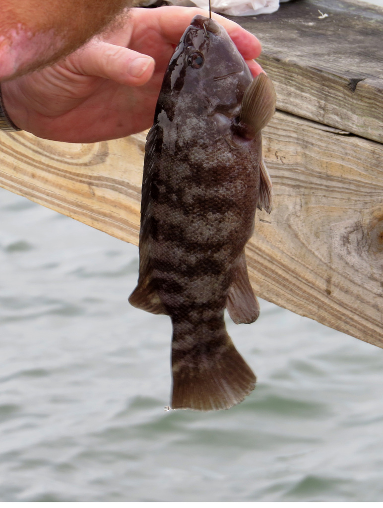 Toataug Tautog in September 2017 by jlculler · iNaturalist