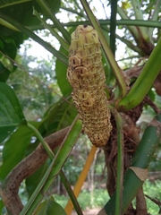 Monstera adansonii image