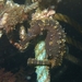 Observation photo