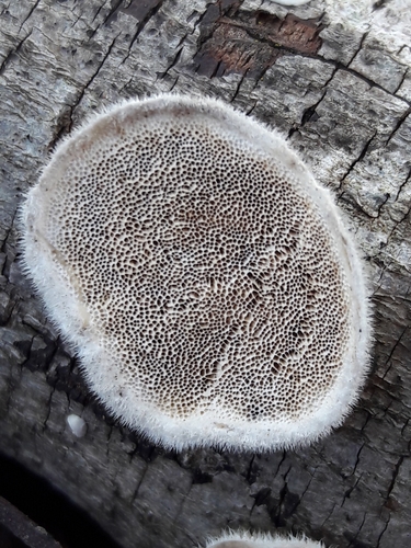 Šiurkščioji kempė nuotrauka