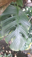 Monstera adansonii image