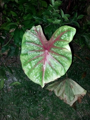 Caladium bicolor image