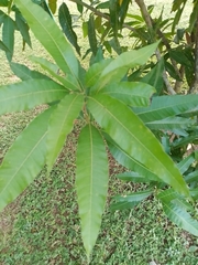 Mangifera indica image