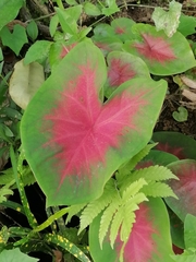 Caladium bicolor image