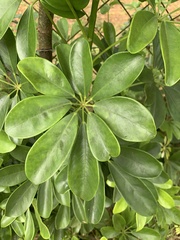 Schefflera arboricola image