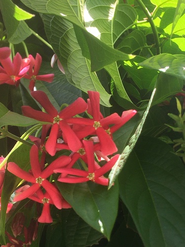 Combretum indicum image